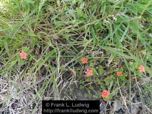Flowers along the Way